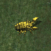 Gold Iron Beetle